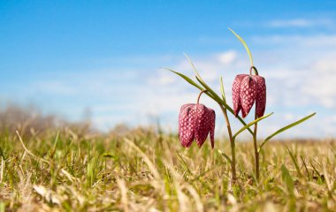 Çayır çimlerinde mor sürtünme çiçekleri, bahar ileri, ilkbahar konsepti. Çiçek arka planı.