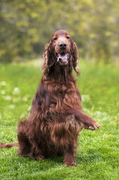 Счастливая Дружелюбная Ирбисная Собака Дающая Лапу Сидящая Улыбающаяся Траве — стоковое фото