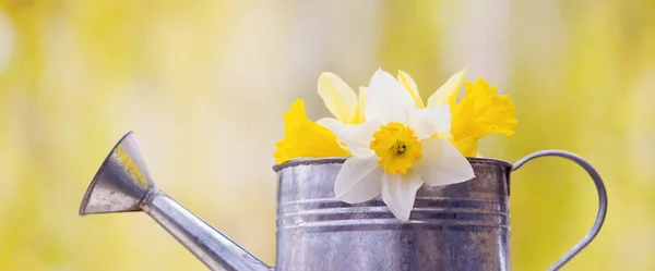 Gele Witte Narcissen Narcissen Bloeien Een Klein Gieter Voorjaar Lente — Stockfoto