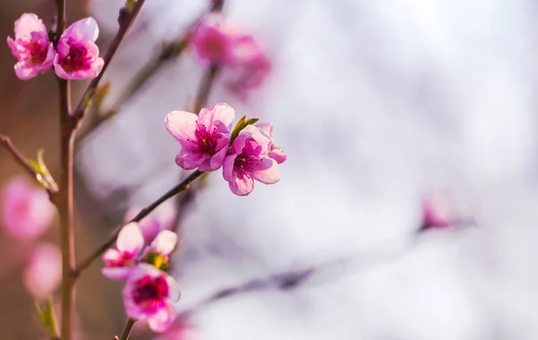 Blommande Körsbär Träd Rosa Blommor Blommig Natur Bakgrund Vår Framåt — Stockfoto
