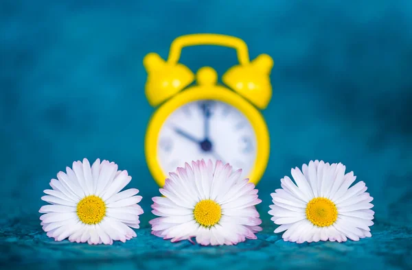 Gele Wekker Witte Madeliefjes Bloemen Blauwe Achtergrond Voorjaar Zomertijd Concept — Stockfoto