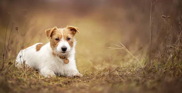 Söt Lydig Glad Jack Russell Terrier Hund Valp Lyssnar Gräset — Stockfoto