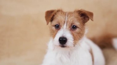 Sevimli neşeli Jack Russell Terrier köpeği köpek yavrusu ağzını yalıyor ve dinliyor