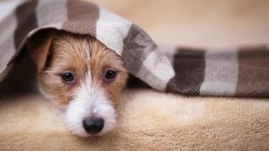 Kanepede battaniyeden bakan sevimli, mutlu Jack Russell Terrier köpeği.