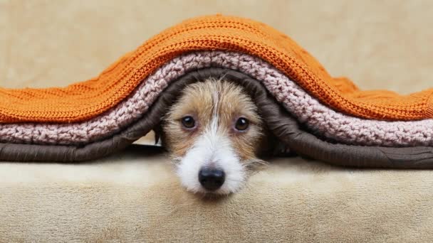 Lindo Divertido Feliz Jack Russell Terrier Mascota Perro Cachorro Buscando — Vídeo de stock