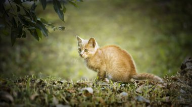 Çimlerin üzerinde oturan sevimli kırmızı kedi yavrusu. Mutlu hayvan konsepti, web pankartı.
