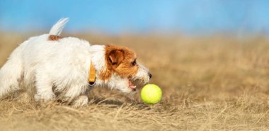 Neşeli, neşeli, evcil köpek yavrusu çimenlerde top oynuyor, web pankartı.