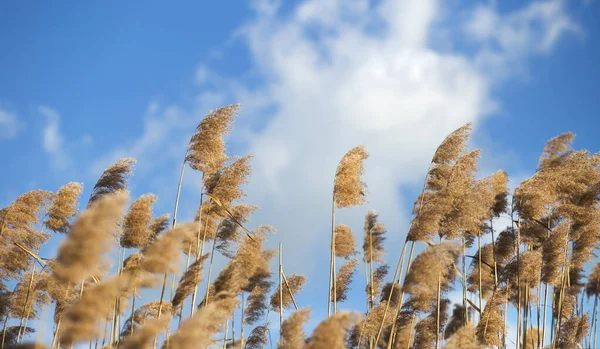 Nature landscape or web banner of reeds in the wind with blue sky