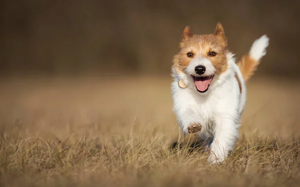 草の中を走っている遊び心のある幸せな健康な笑顔の犬の子犬 夏の歩行 ペットトレーニングの概念 — ストック写真