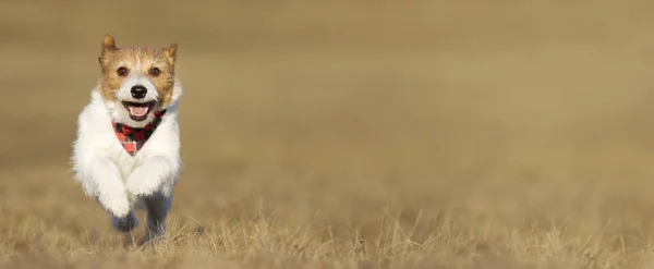 Speelse Vrolijke Glimlachende Hond Puppy Rennen Springen Het Gras Voorjaarswandeling — Stockfoto