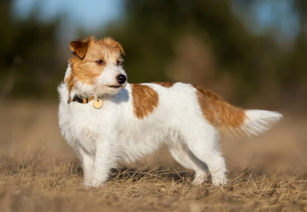 Hermoso Obediente Pura Raza Jack Russell Terrier Perro Pie Escuchando — Foto de Stock