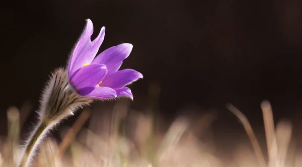 Mothers day card idea, purple anemone flower. Spring web banner with copy space.