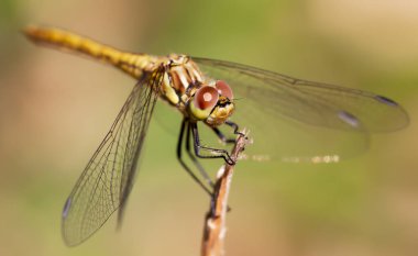 Güzel yusufçuk yakın plan. Bahar, yaz doğası, böcek doğası konsepti..