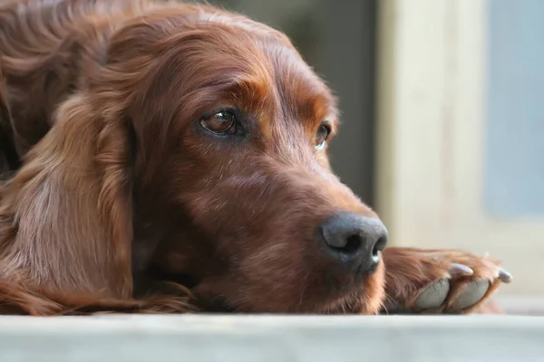 Rosto Belo Velho Pensamento Cão Cão Estimação Irlandês — Fotografia de Stock