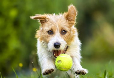 Neşeli, sevimli, neşeli, evcil köpek yavrusu koşuyor, çimenlerde zıplıyor ve bir topla oynuyor.