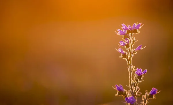 Purple flower in the sunset in summer. Nature banner, background with copy space.