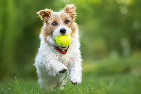 Puszyste Zabawy Szczeniak Szczęśliwy Ładny Pies Działa Gra Piłką Trawie — Zdjęcie stockowe