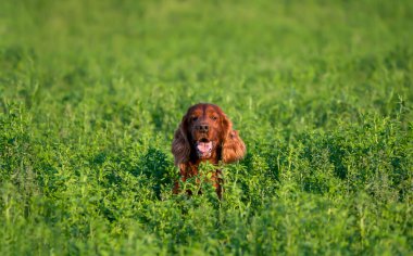Gülümseyen mutlu soluk soluğa İrlandalı kırmızı evcil köpek yeşil çimlerin arasına gizlenmiş. Peekaboo, gözetleme konsepti.