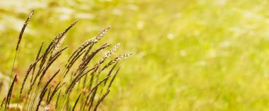 Yazın tohumlu çim sancağı, polen alerjisi konsepti.