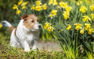 Şirin köpek yavrusu çimlerde çiçek kokusu alıyor. 
