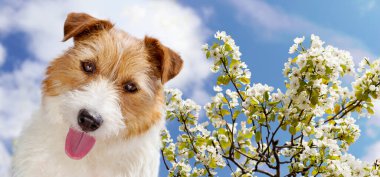 Çiçekli komik köpek yavrusu suratlı mutlu nefes nefese. Bahar, yaz bayrağı.