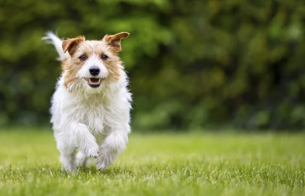 Neşeli Güler Yüzlü Evcil Köpek Koşuyor Çimenlerde Yürüyor Kulak Kesiliyor — Stok fotoğraf