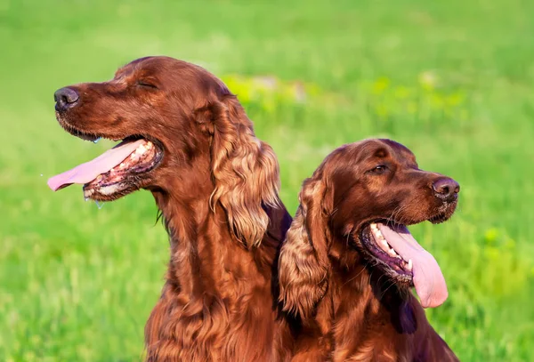 Drooling Cães Estimação Ofegante Grama Verão — Fotografia de Stock