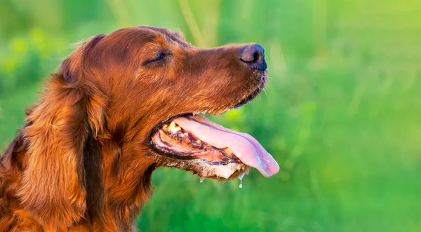 Banner Panting Drooling Pet Dog Head Hot Summer Day — Stock Photo, Image