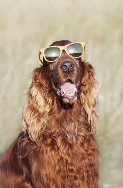 Funny Panting Cute Happy Irish Setter Pet Dog Smiling Sunglasses — Stock Photo, Image