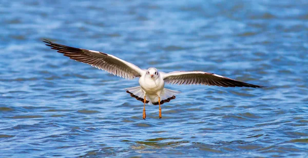 Racek Letící Nad Modrou Vodní Hladinou Otevřenými Křídly — Stock fotografie