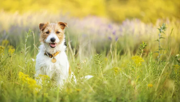 Прапор Щасливого Милого Цуценя Собаки Сидить Слухає Вуха Луговій Траві — стокове фото