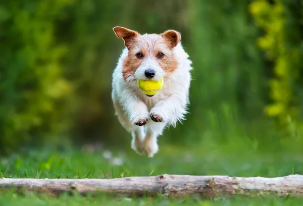 Juguetón Perro Feliz Cachorro Saltando Mascotas Obedientes Entrenamiento Agilidad — Foto de Stock