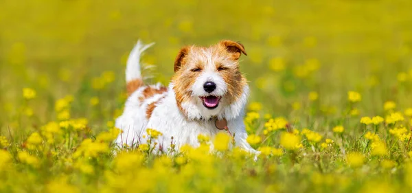 Glückliche Süße Hundewelpen Lächelnd Gras Mit Blumen Frühjahrswanderung Und Trainingskonzept — Stockfoto
