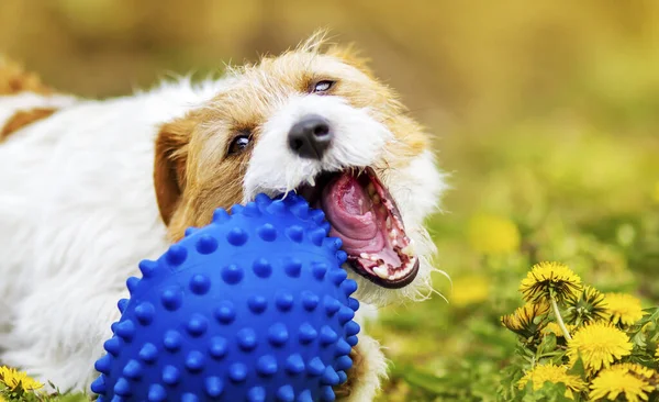 Playful Happy Cute Funny Pet Dog Puppy Chewing Playing Toy — Stock Photo, Image