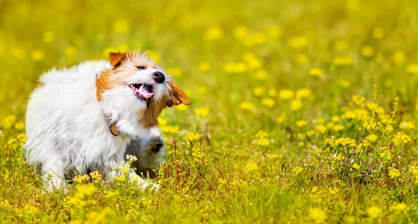 Sevimli köpek yavrusu tırmalıyor, çiçekle çimlerde kaşınıyor. Baharda köpek piresi, yaz konsepti, web afişi.