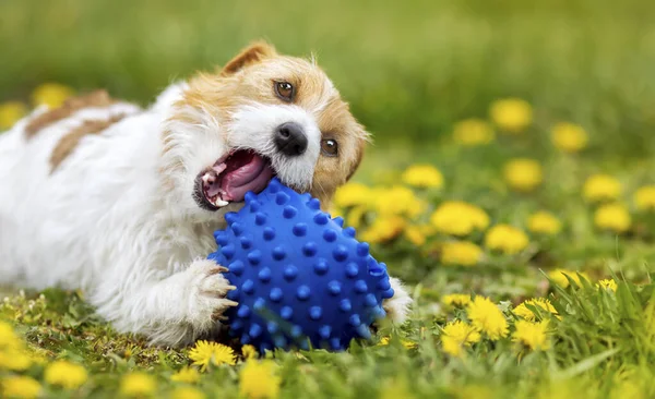 Playful Happy Cute Pet Dog Puppy Chewing Playing Toy Ball — Stock Photo, Image