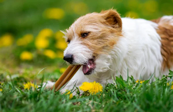 Healthy cute happy pet dog puppy chewing, eating snack treat, cleaning plaque from his teeth. Tartar prevention concept.