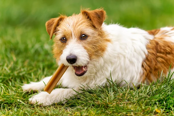 Healthy Cute Happy Pet Dog Puppy Chewing Eating Snack Treat — Stock Photo, Image