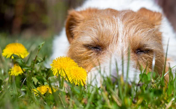 Милий Сонний Цуценя Собаки Відпочиває Траві Жовтими Квітами Трави Кульбаби — стокове фото