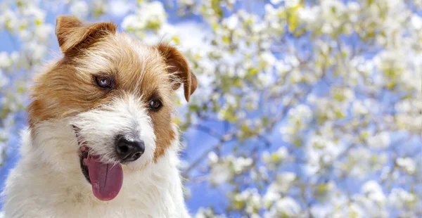 Szczęśliwy Dysząc Uśmiechnięty Pies Szczeniak Twarz Tle Kwiatu Wiosna Letni — Zdjęcie stockowe
