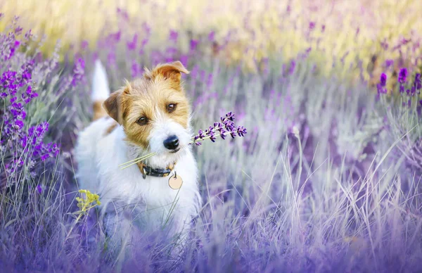 Glad Promenader Söt Hund Valp Lyssna Öron Lila Lila Lavendel Stockbild