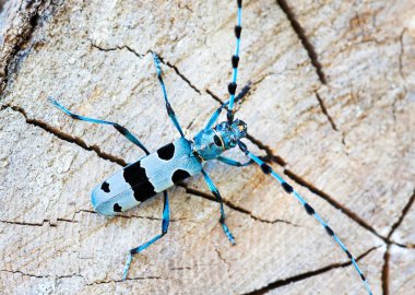 Alp Longhorn böceği, Rosalia Alpina. Güzel mavi böcek, böcek