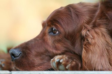 Düşünen güzel bir İrlandalı evcil köpeğinin yüzü. 