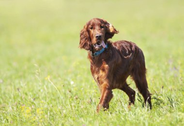 Mutlu şirin, komik İrlandalı köpek yavrusu kulakları dinliyor ve çimenlerde nefes nefese. Yaz yürüyüşü, hayvan bakımı konsepti.