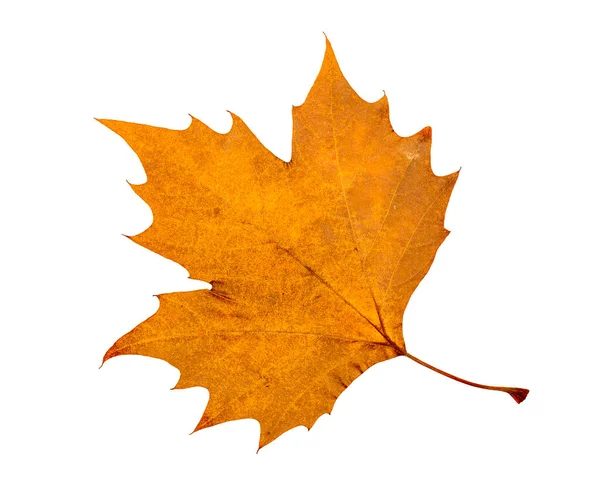 Izolované Oranžové Červené Zlato Podzim Javorový List Bílém Pozadí — Stock fotografie