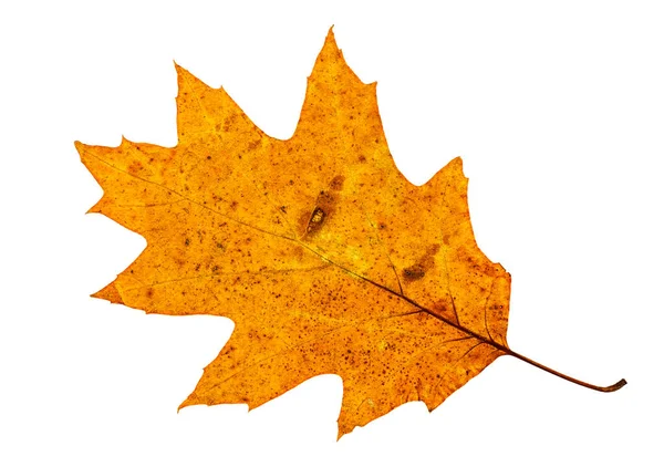 Izolované Oranžové Červené Zlato Podzim List Bílém Pozadí — Stock fotografie
