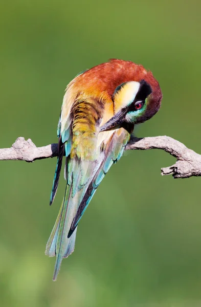 Pássaro Comedor Abelhas Colorido Preening Suas Penas Ramo Verão — Fotografia de Stock