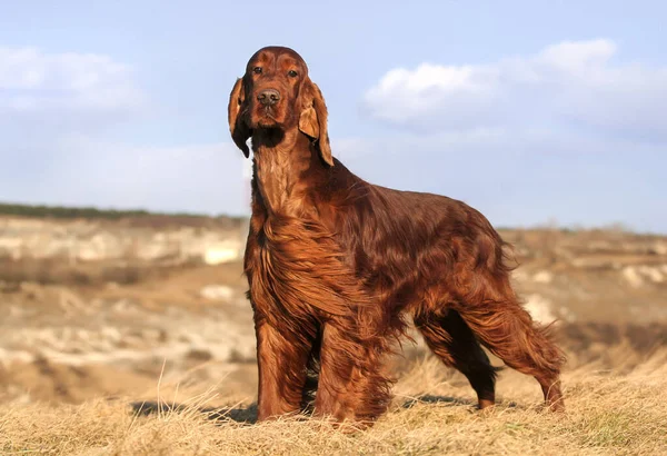 Beau Chien Obéissant Qui Attend Dans Herbe Avec Fond Bleu — Photo