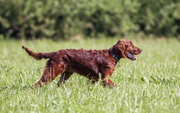 Heureux Irlandais Setter Animal Chien Chiot Marche Dans Herbe Été — Photo