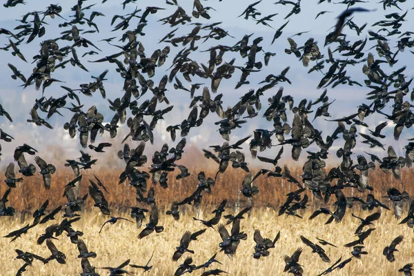 Lots of flying crow birds above the meadow, corvus corone.